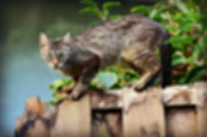 Ilustrasi kucing