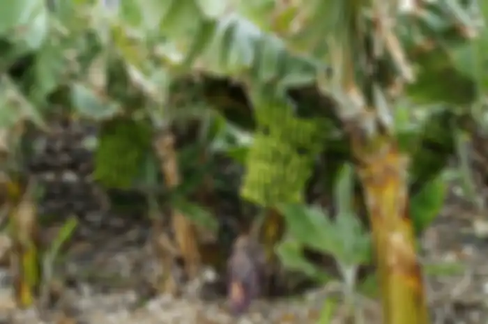 Ilustrasi pohon pisang