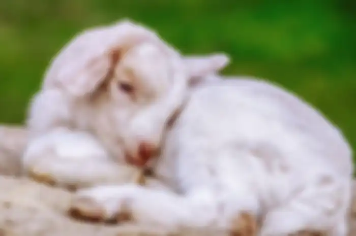 Ilustrasi kambing