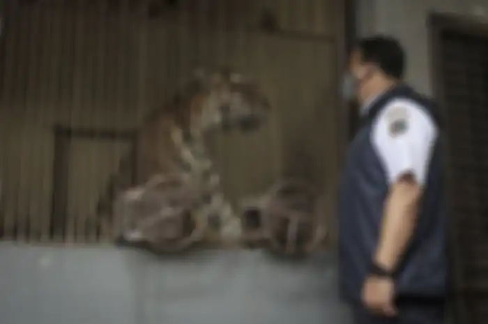 Anies Baswedan bersama salah satu harimau terpapar corona