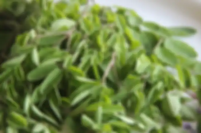 Daun kelor, salah satu tanaman obat yang berkhasiat.