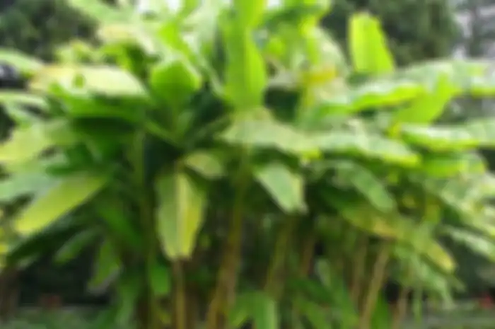 Pohon pisang ciri tumbuhan yang berkembang biak dengan cara tunas beserta contohnya. 