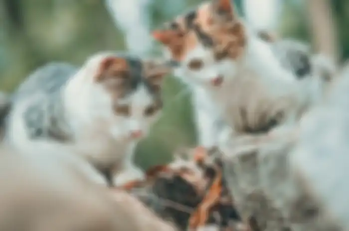 Ilustrasi kucing liar