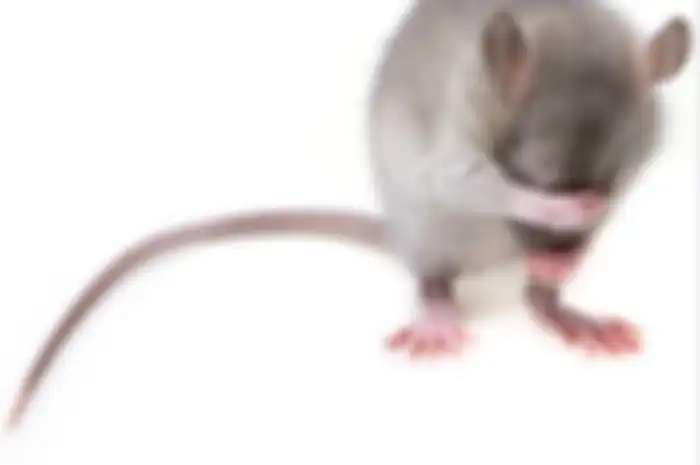 Cara mengusir tikus menggunakan dengan tanaman yang dibenci tikus