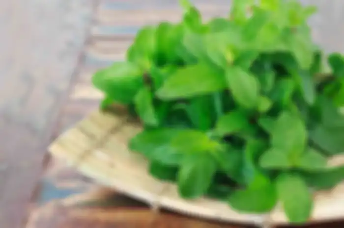 Ilustrasi daun mint. Ini foto 5 bumbu dapur yang bisa mengusir tikus di rumah.