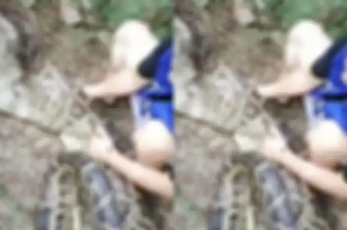 Petani temukan ular piton dengan perut membesar.