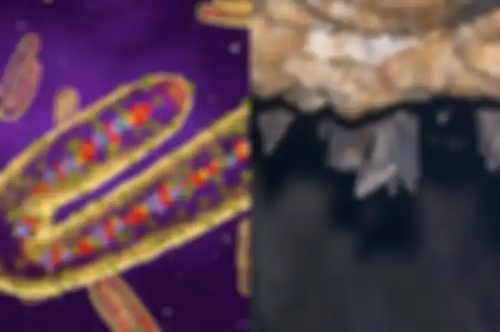 (ilustrasi) virus Marburg yang ditemukan di Guinea, Afrika.