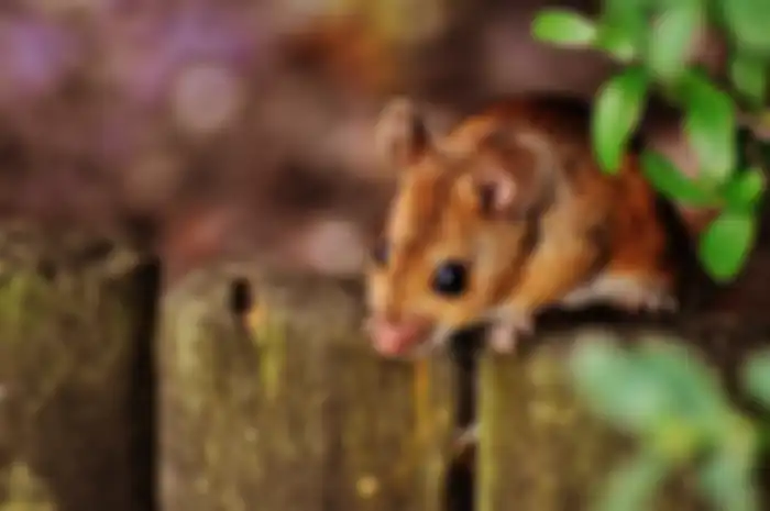 cara mengusir tikus dengan bubuk kopi