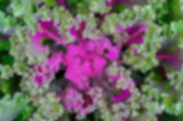 Daun Kale ampuh cegah kanker