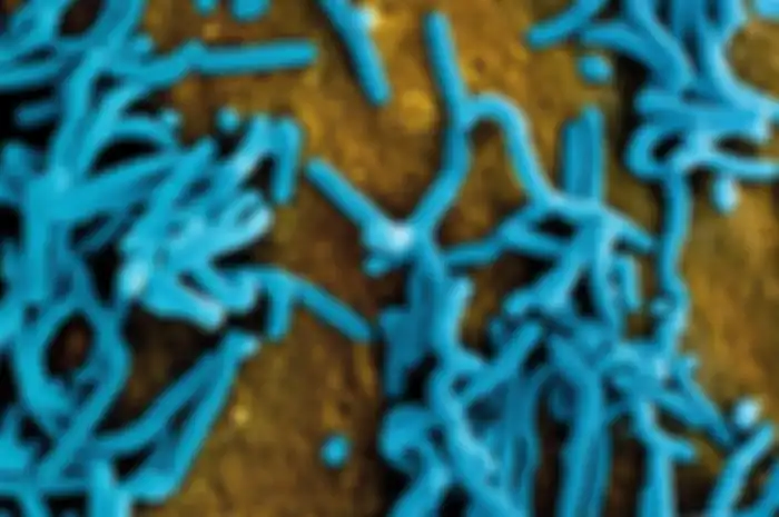 virus marburg