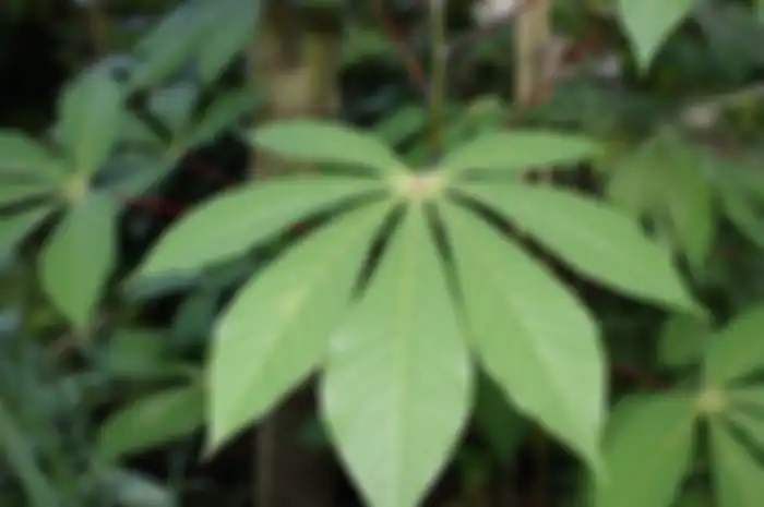 Daun singkong