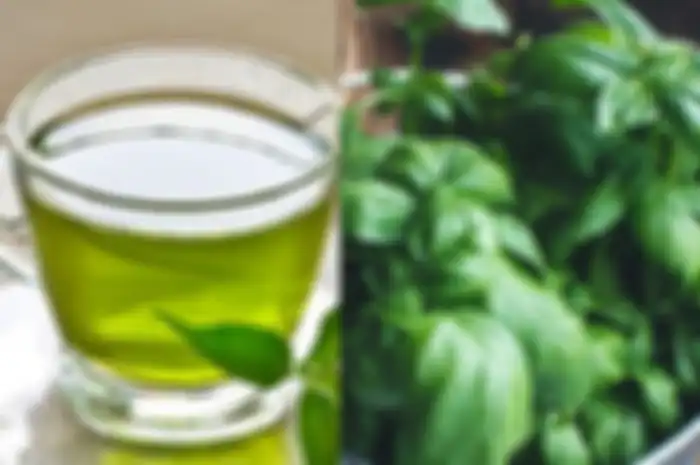 Terbongkar manfaat air rebusan daun kemangi untuk kesehatan, begini cara membuatnya.