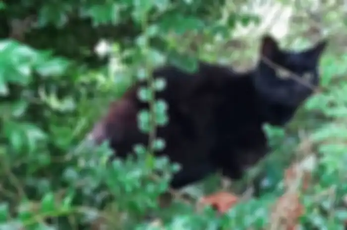 PIran si kucing hitam