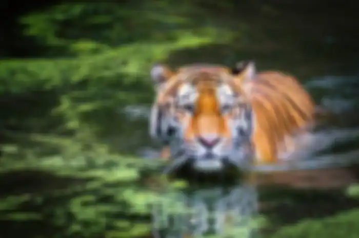 Harimau
