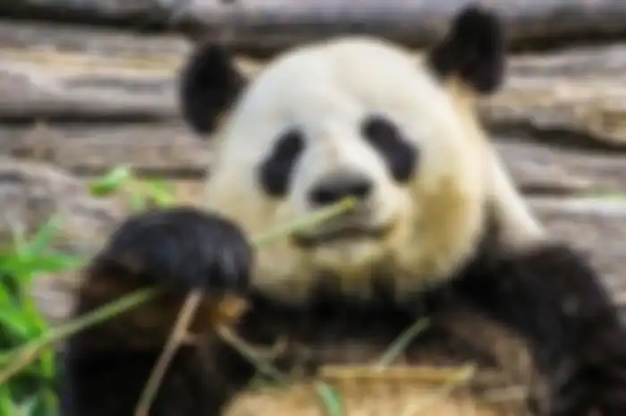 Ilustrasi panda