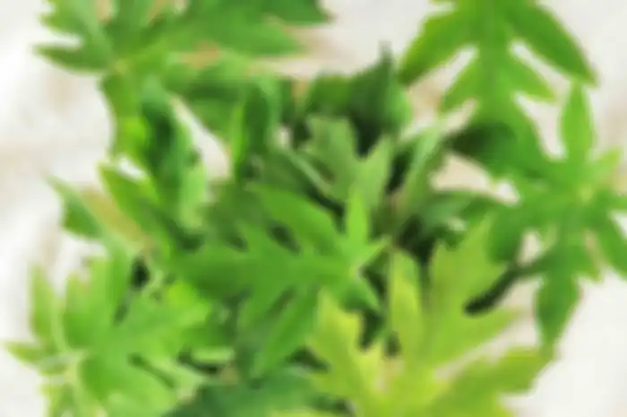 Daun Pepaya