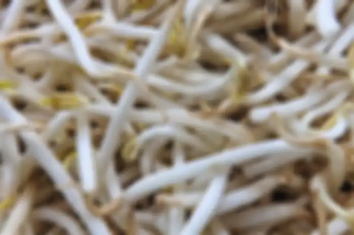 Sebelum dikonsumsi, Moms perlu lakukan hal ini pada taoge mentah