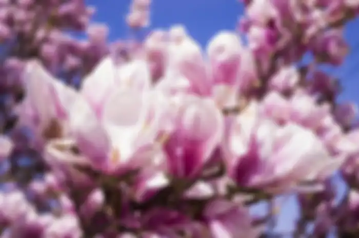 Bunga magnolia sering disebut sebagai bunga musim semi.