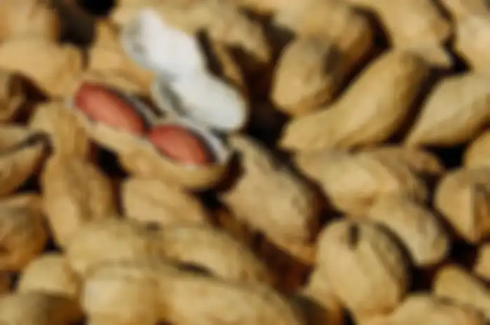 Ilustrasi kacang.