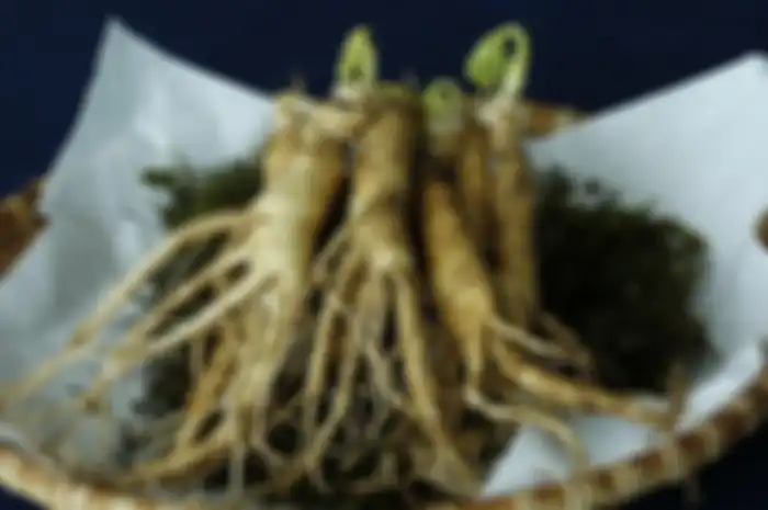 Ginseng merupakan salah satu bahan alami yang dapat diolah menjadi obat herbal 