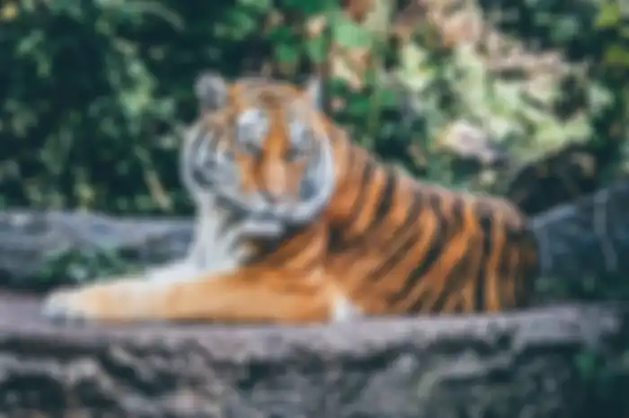 Ilustrasi harimau