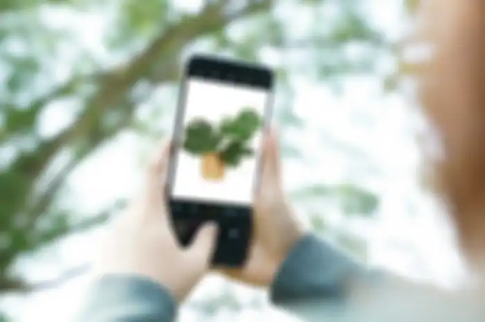 Ilustrasi dokumentasi aktivitas budidaya tanaman hias lewat OPPO A16