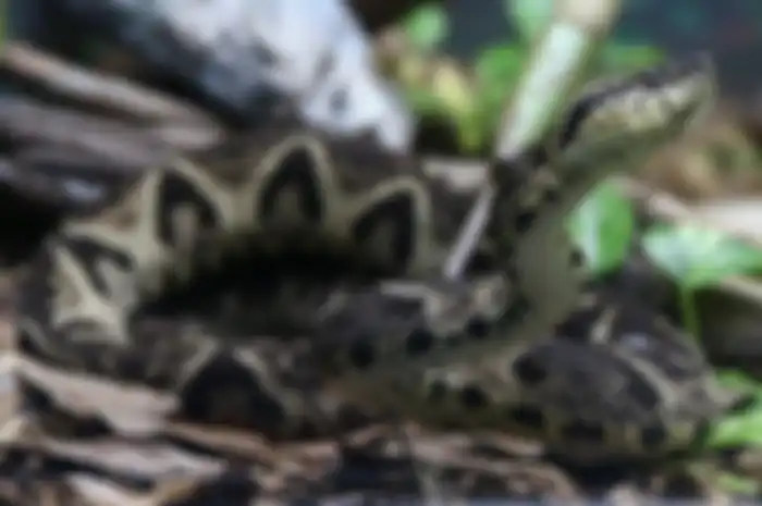 Waspada ular masuk ke rumah