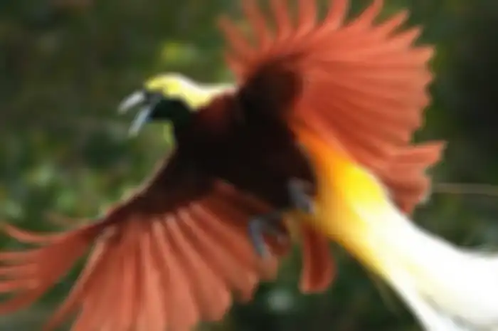 burung cenderawasih