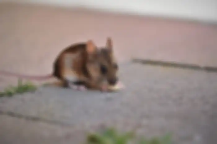 Cara mengusir tikus dengan bahan alami