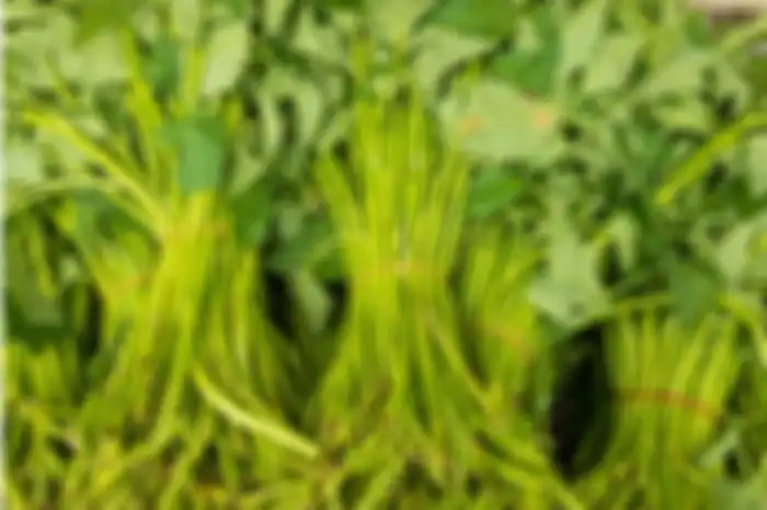 Kangkung