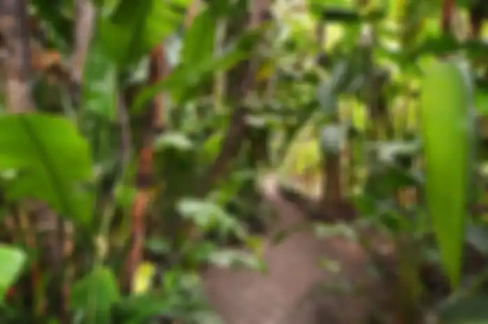 Pohon pisang
