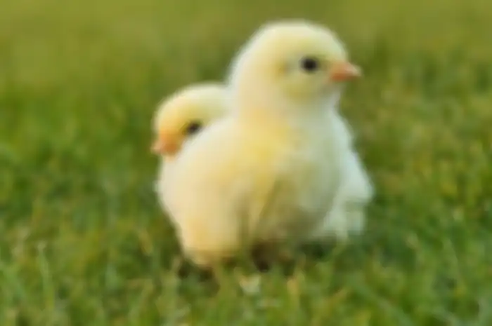 anak ayam