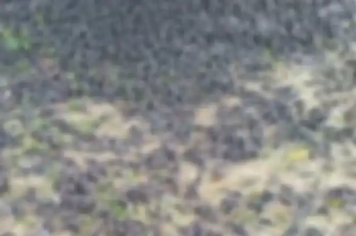 Foto ribuan burung pipit berjatuhan di sebuah kuburan di Bali menuai sorotan. Terkait hal ini, ahli mengungkap fakta sebenarnya.