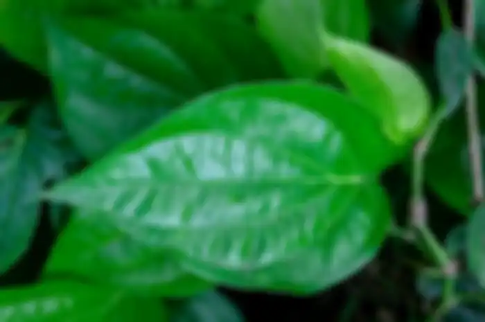 Daun sirih 