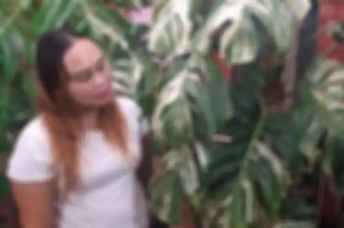 Sri pembeli tanaman hias monstera varigata yang berani cucurkan dana Rp225 juta