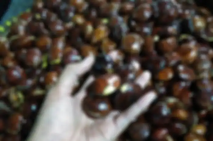 cara menyimpan jengkol