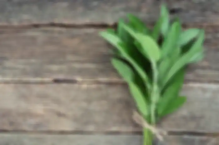 Daun sage