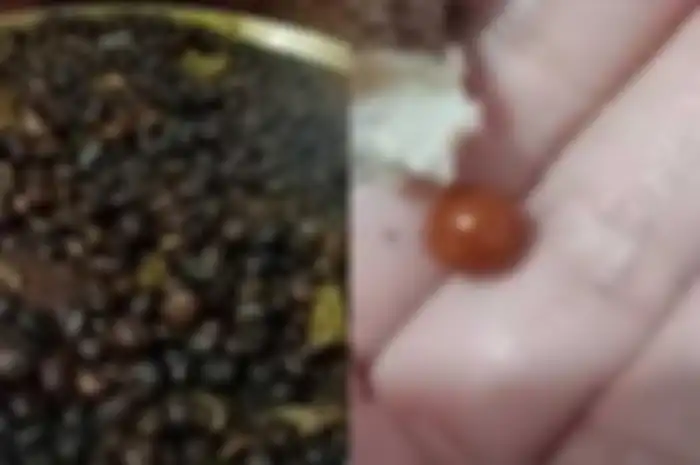 Enak-enak makan keong, wanita ini syok temukan benda ini