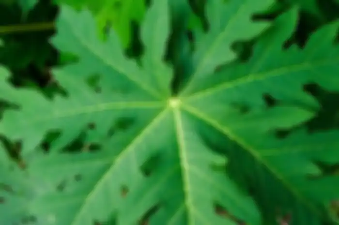 manfaat konsumsi daun pepaya