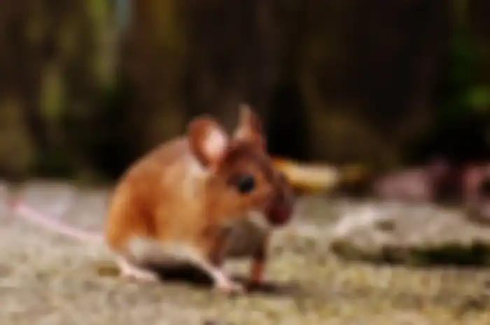 Ilustrasi tikus