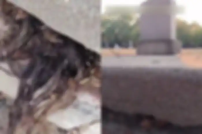 Temukan rambut mencuat dari dalam kuburan, pria ini syok