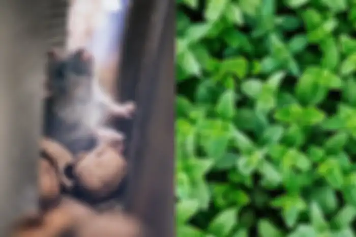 Mengusir tikus dengan bahan alami