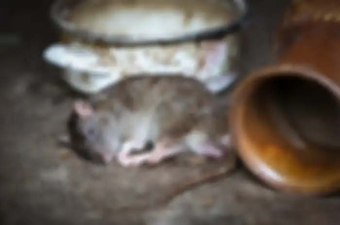 Gampang Banget, Terbongkar yang Jadi Kelemahan Tikus hingga Buat Mereka Tak Bakal Lagi Masuk ke Rumah, Apa Saja?