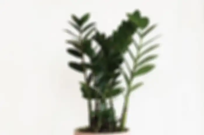 ZZ plant yang cocok ditanam oleh pemula
