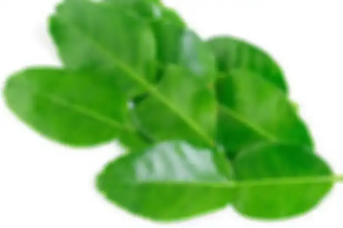 Cara benar menyimpan daun jeruk agar tahan lama dan awet