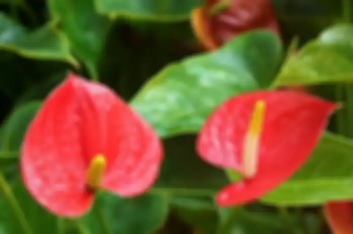tanaman hias anthurium.