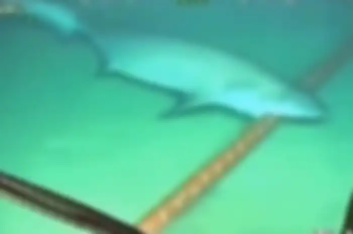 Video seekor ikan hiu gigit kabel di dasar laut