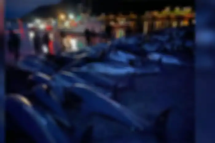 Lumba-lumba yang berhasil diburu di Kepulauan Faroe pada Minggu (12/9/2021) lalu. Aksi perburuan ini pun mendapat kecaman dari warga dunia.