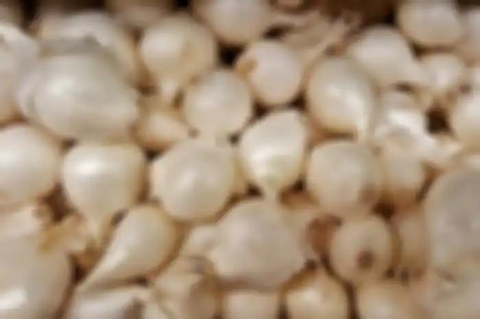 Bawang putih tunggak memiliki manfaat dapat meningkatkan daya ingat otak. 