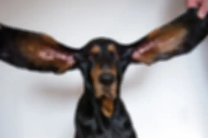 Anjing berjenis coonhound bernama Lou ini memegang rekor sebagai anjing dengan kuping terpanjang di dunia!
